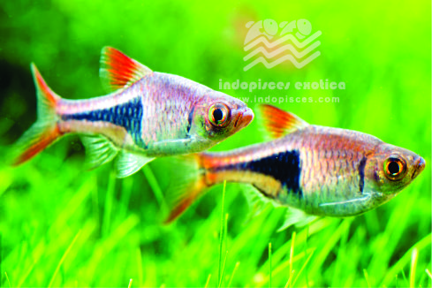 Rasbora Heteromorpha